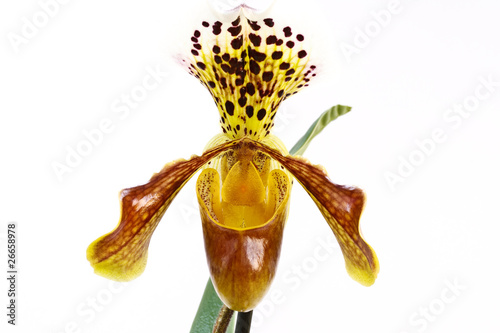 paphiopedilum photo