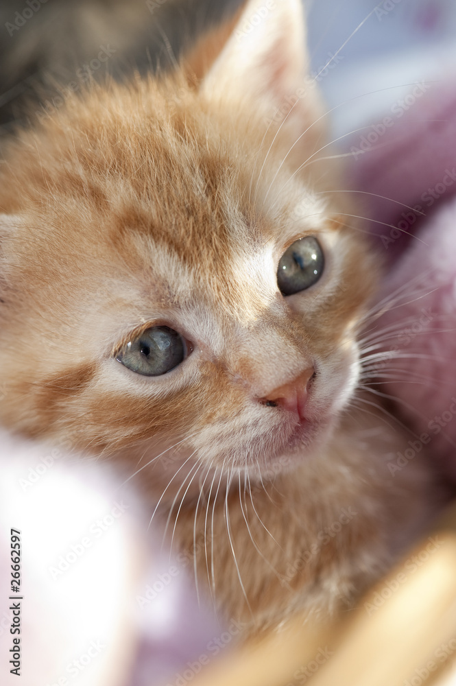 Katzenbaby Augen