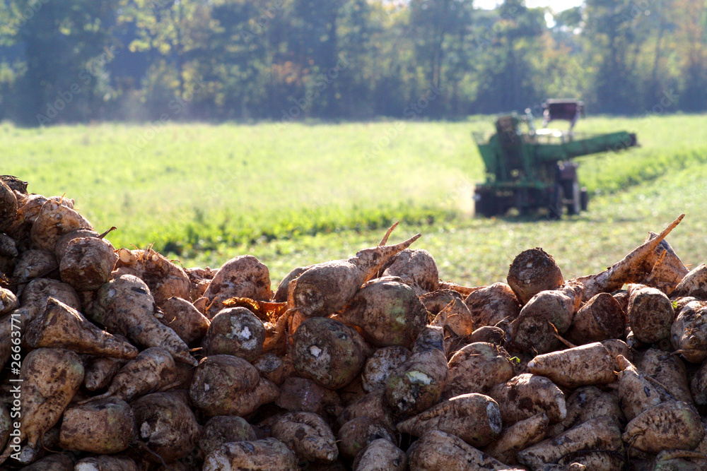 Naklejka premium Zuckerrüben-Ernte II