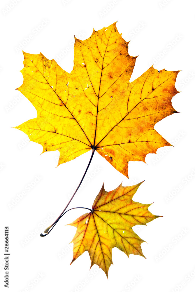 zwei Herbstblätter
