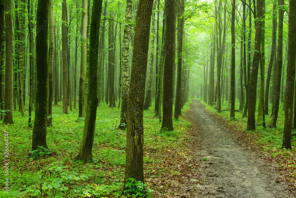 forest forest