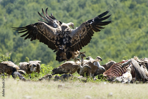 Griffon Vulture fight for food