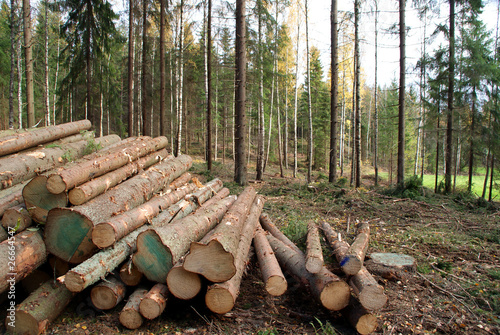 Timber Logging in Forest