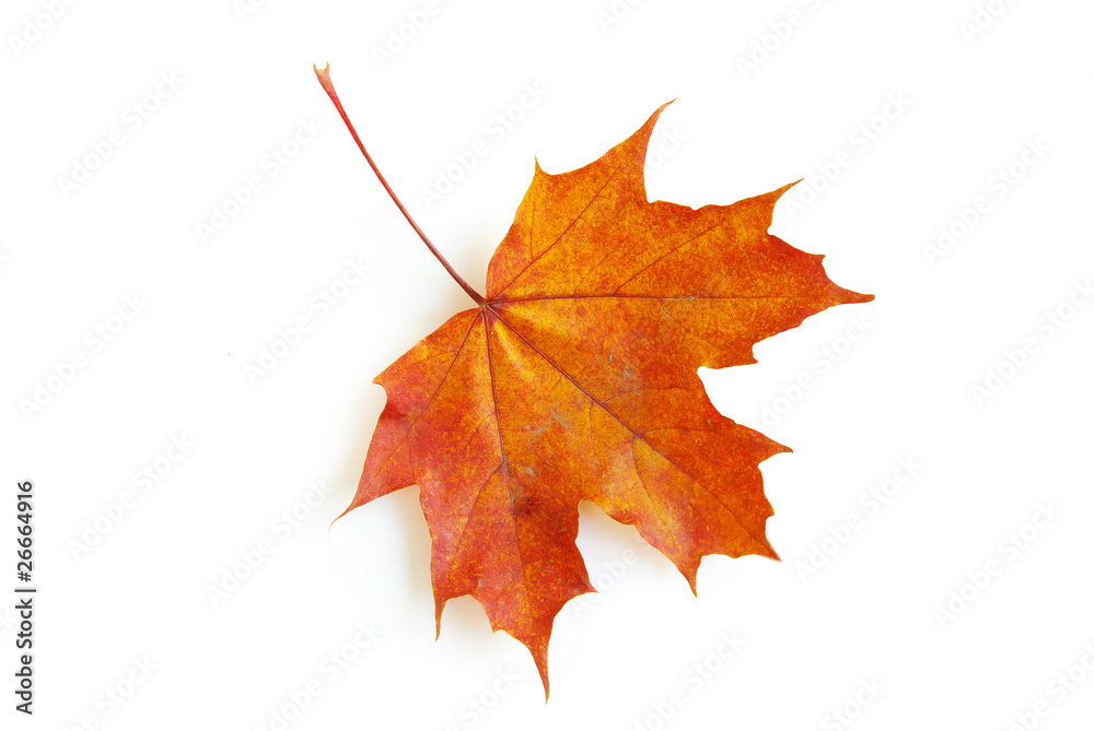 maple leaf maple leaf