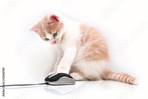 Red green-eyed kitten with the computer mouse