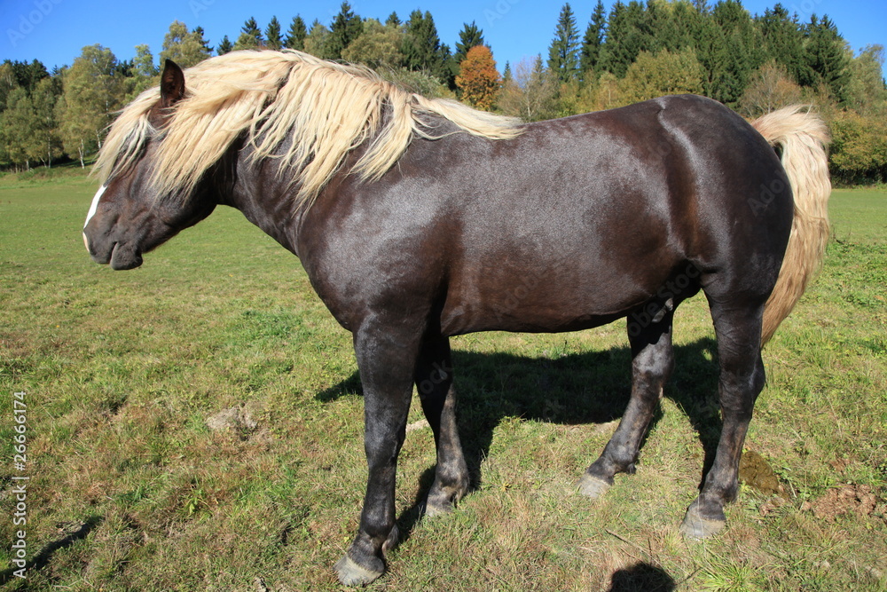Fototapeta premium Schwarzwälder Kaltblut