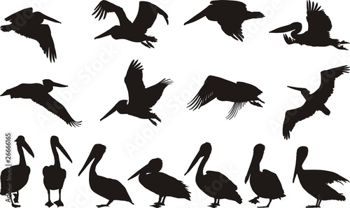 Pelican silhouettes - vector