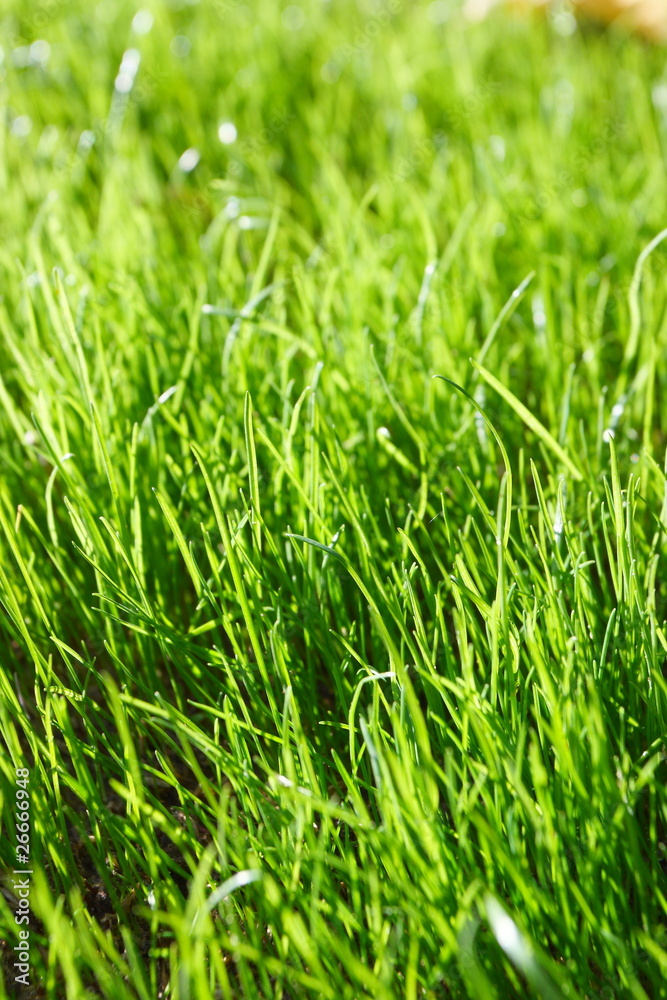 Fresh young spring grass Fresh young spring grass