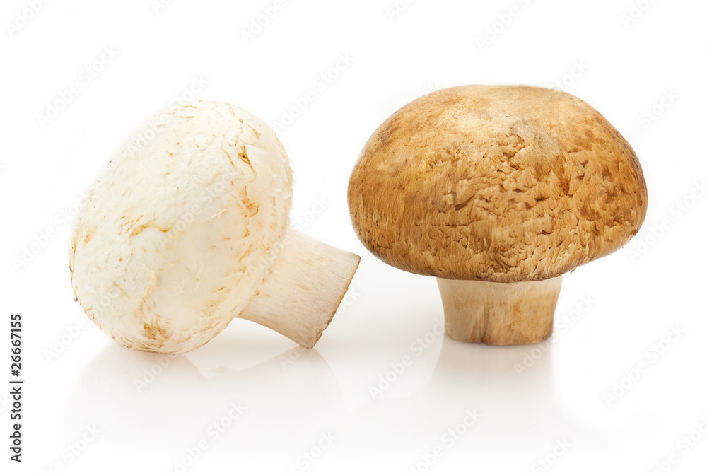 Two champignon mushrooms on white background Two champignon mushrooms on white background