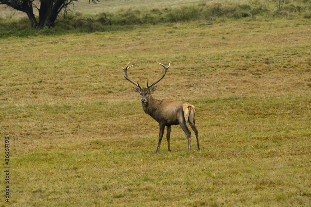 deer with big horns deer with big horns