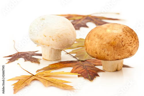 Champignons and autumn maple leaves on white background