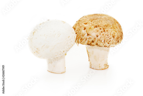Two champignon mushrooms on white background