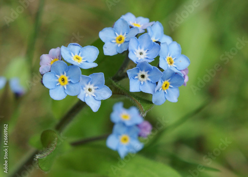forget-me-not flowers © Jane