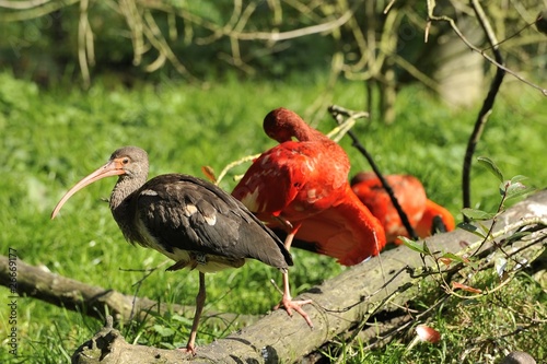 Ibis photo