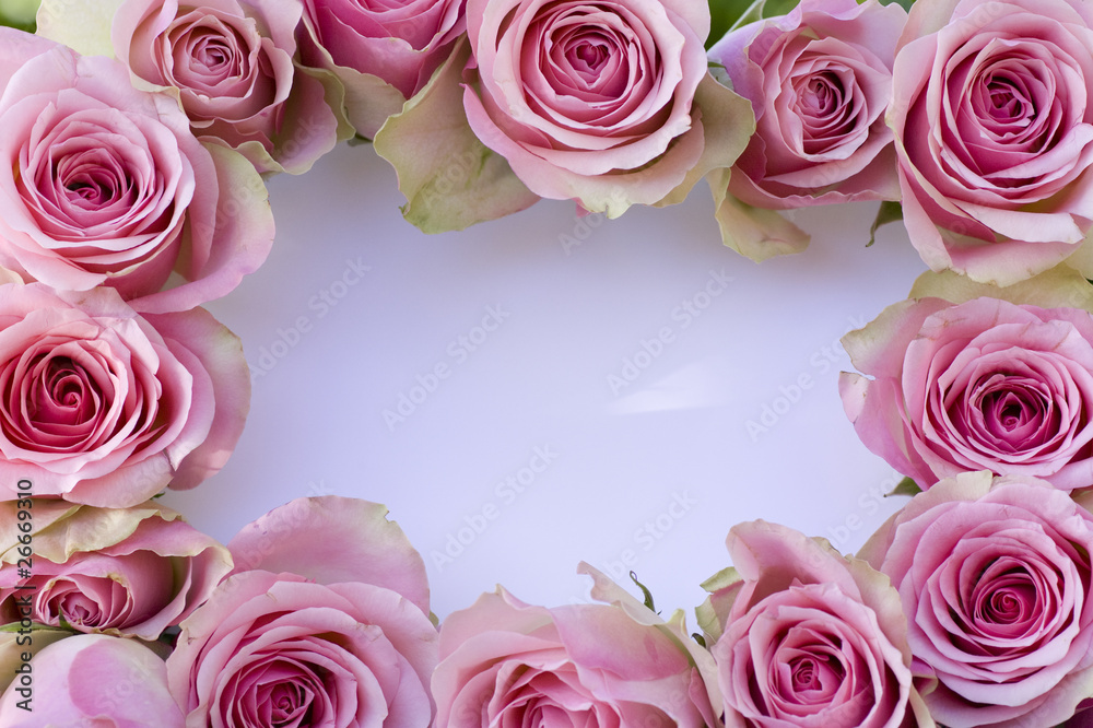 Beautiful pink roses with white card