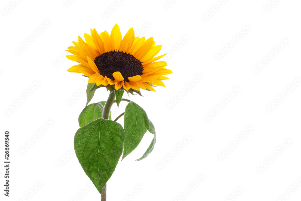 Fototapeta premium isolated sunflower with beautiful leaves