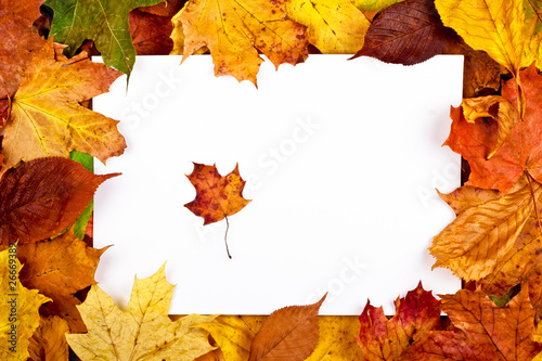 Natural colorful frame of fallen autumn leaves