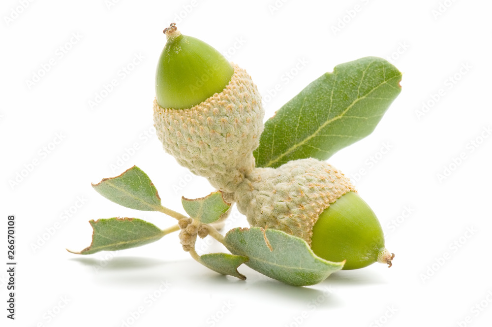 Obraz premium oak acorns