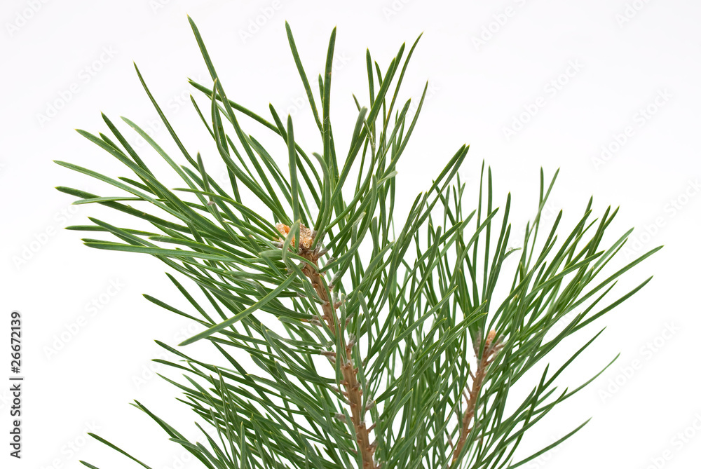 Pine branch Pine branch