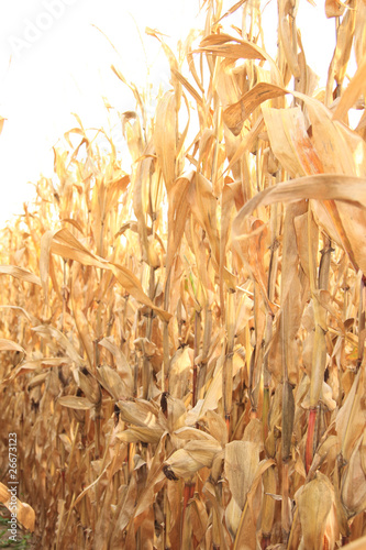 Corn fields