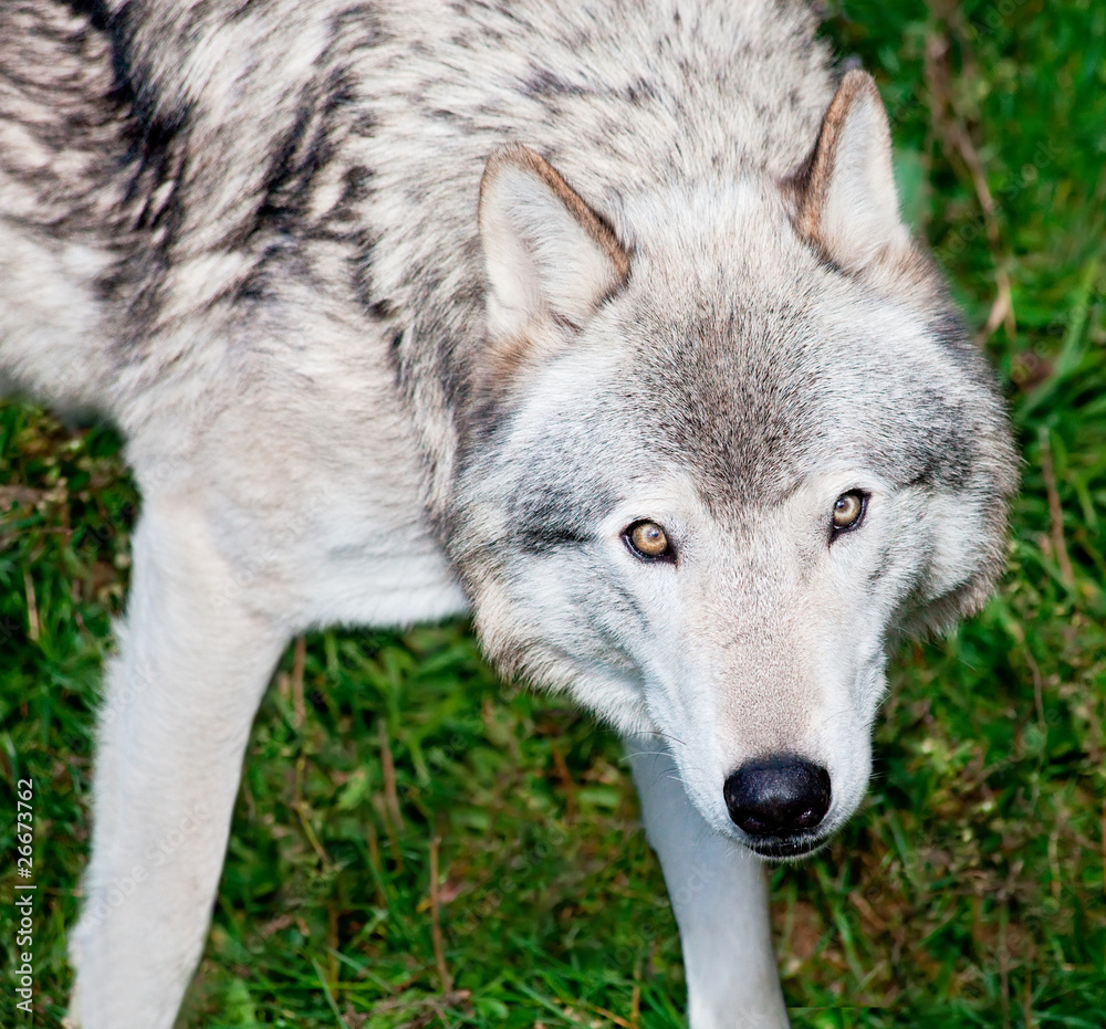 Gray Wolf Looking at You
