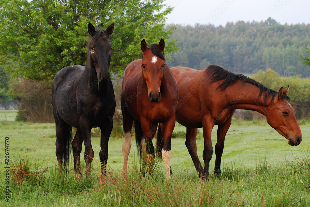 horses horses