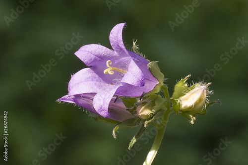 Nesselblättrige Glockenblume,Campanula trachelium,