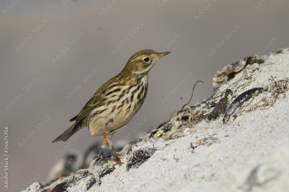 Fototapeta premium Wiesenpieper (Anthus pratensis)