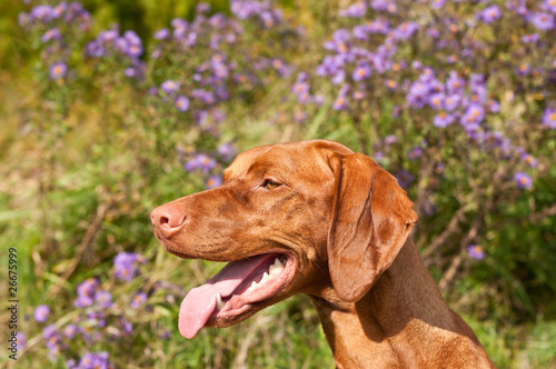 Close-up of a Vizsla Dog in Profile with Wildflowers