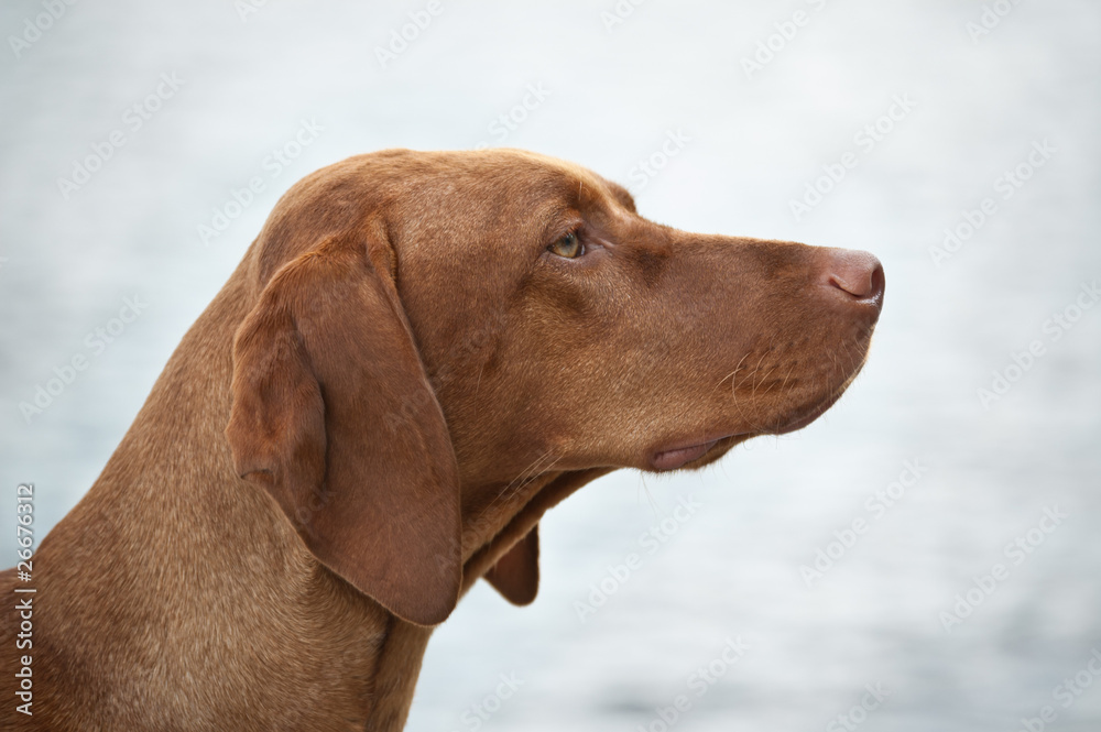 Hungarian Vizsla Dog Profile