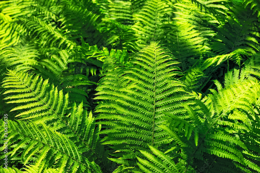 Growth fern
