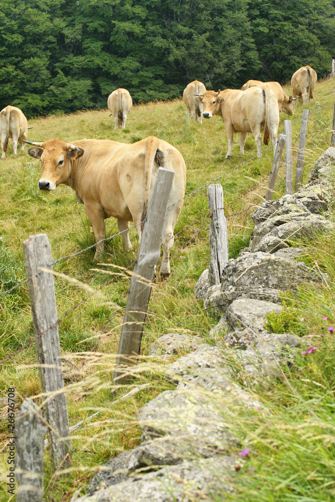 Animal ferme vache 73