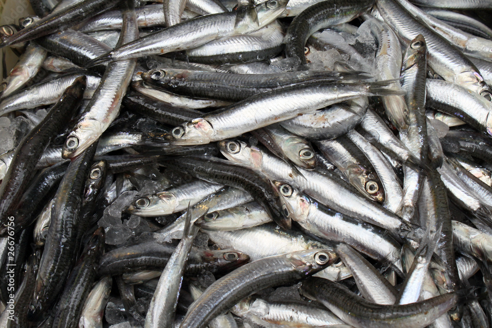 Sardinen