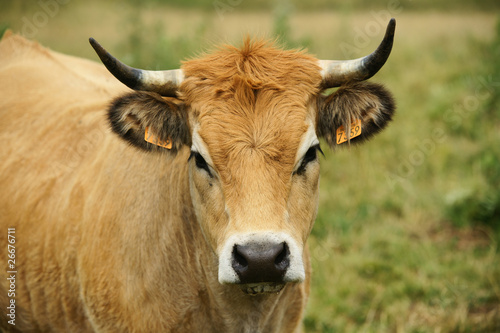 Animal ferme vache 72