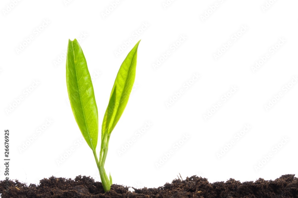 growth growth