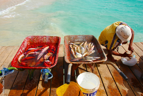 Fresh fish and fisherman in Santa Maria, Sal Island, Cape Verde photo