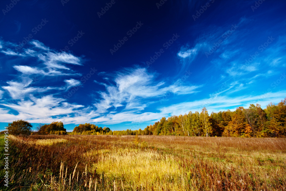 meadow sky and trees