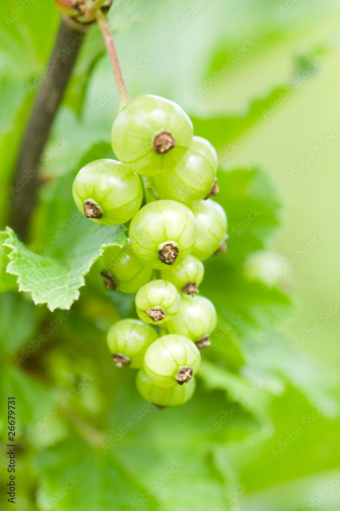 Currant on a branch Currant on a branch
