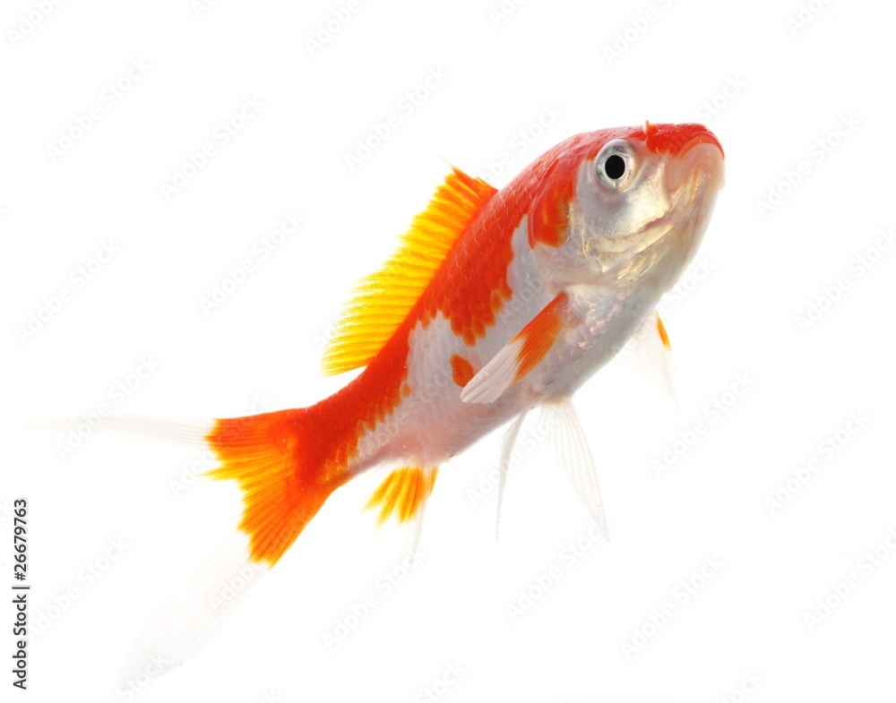 Fototapeta premium goldfish