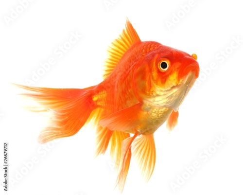 goldfish © gunnar3000