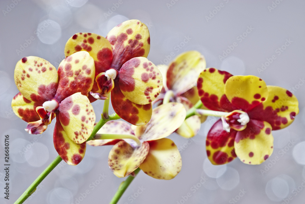 orchid phalaenopsis with spots orchid phalaenopsis with spots