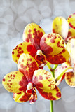 orchid phalaenopsis variety with spots