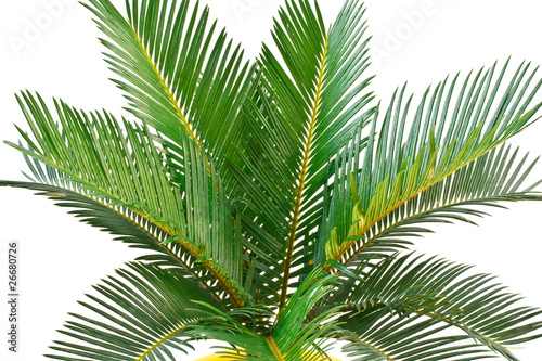 sago palm photo