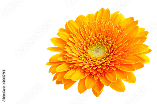 Perfect Orange Gerbera