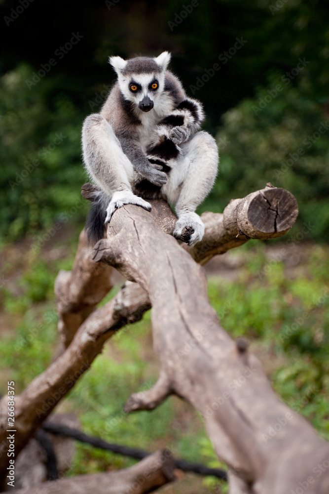 Obraz premium ring tailed lemur