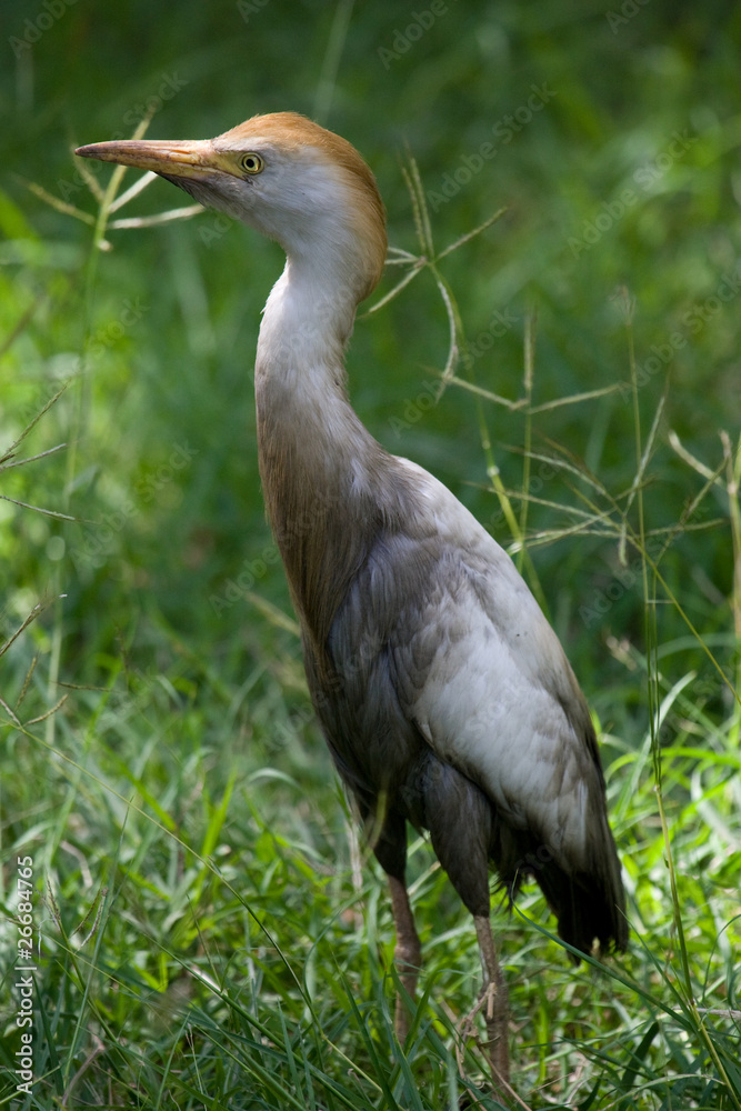 Cattle Egret