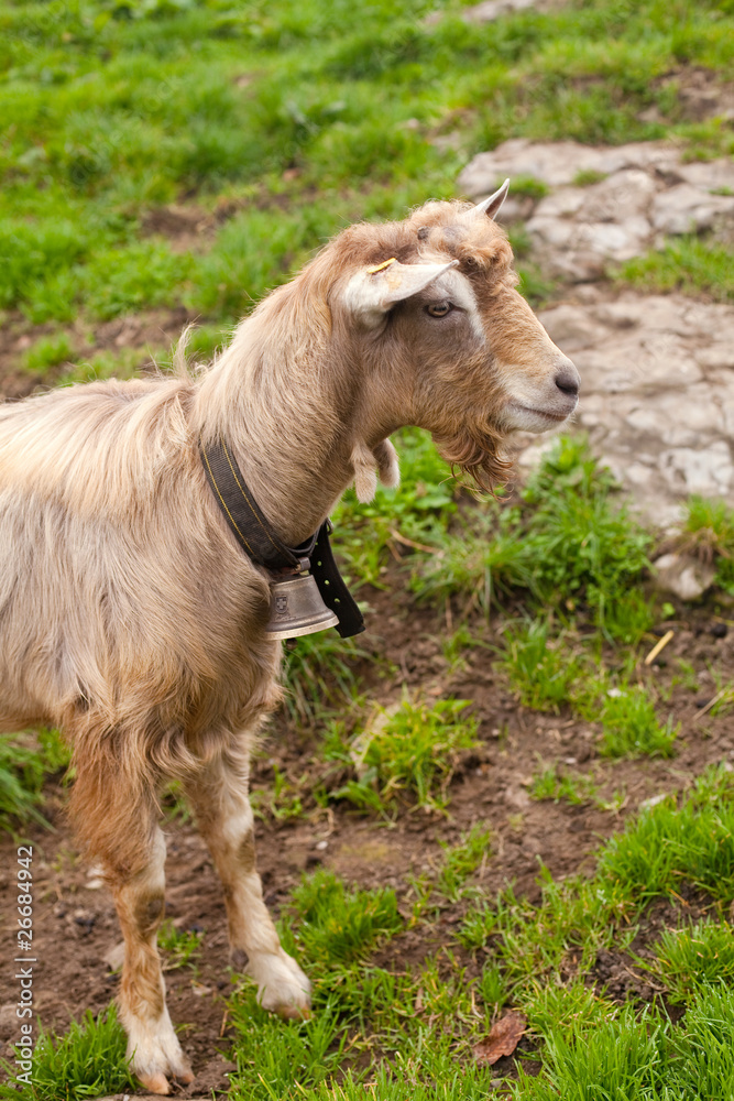 beautiful goat in swiss countryside beautiful goat in swiss countryside