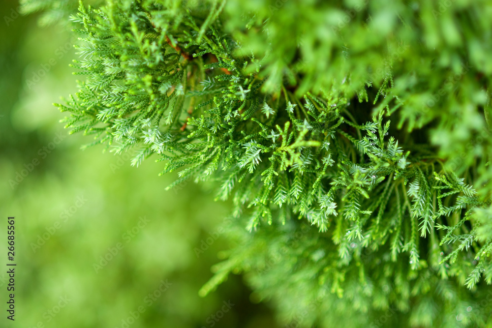 Close up of pine