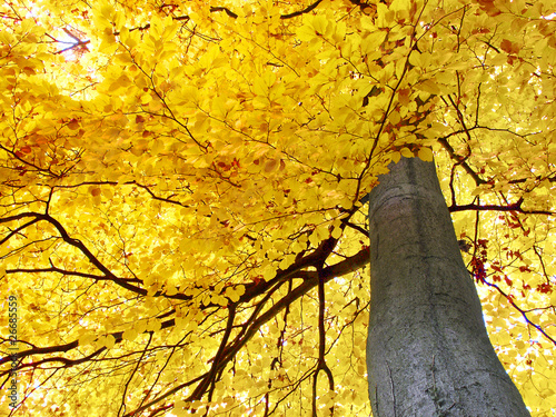 Grand arbre avec feuillage jaune en automne