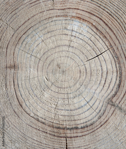 Annual rings on cut tree